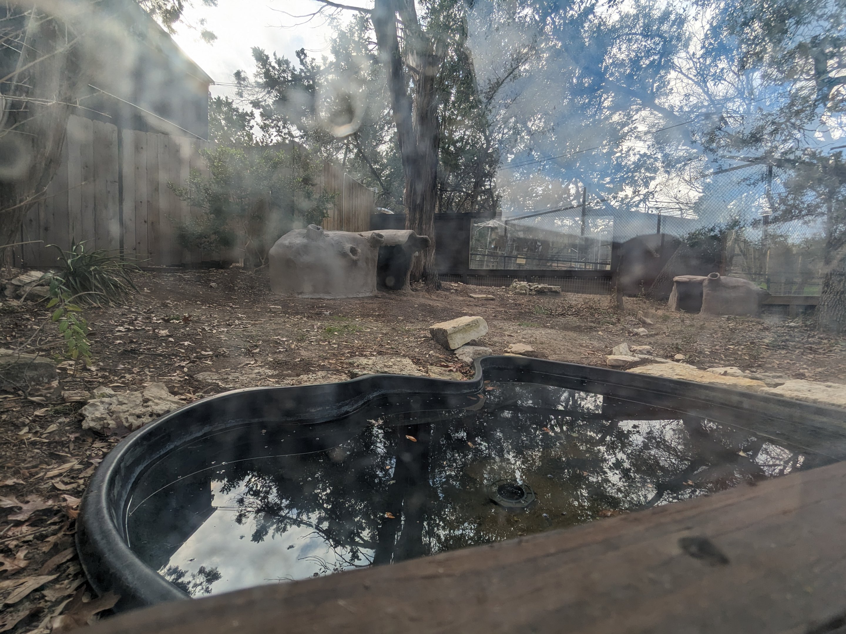 Smooth-fronted caiman