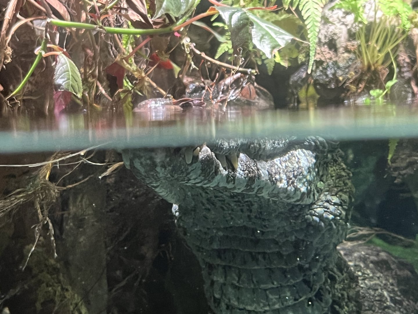 Smooth-Fronted Caiman