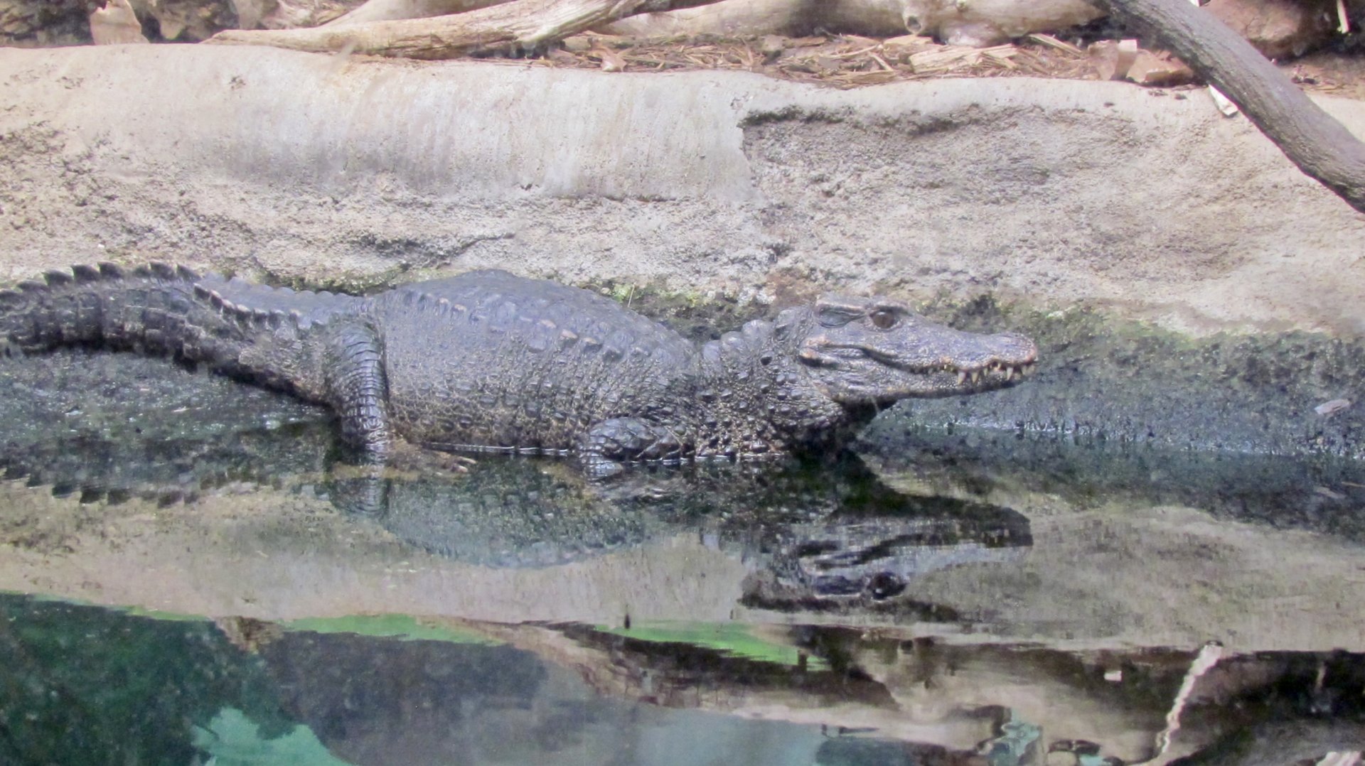 Smooth-fronted Caiman