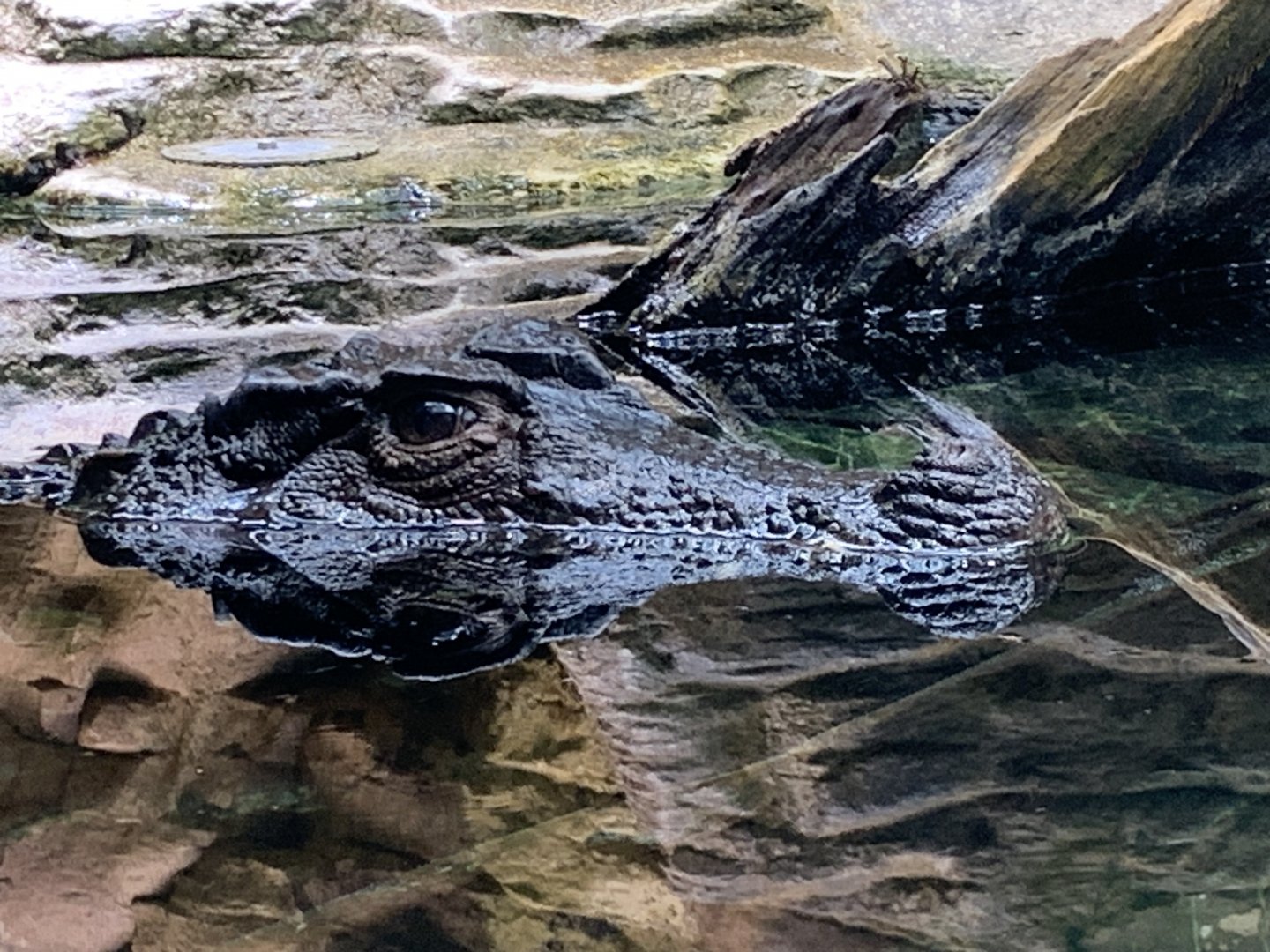 Smooth-fronted caiman