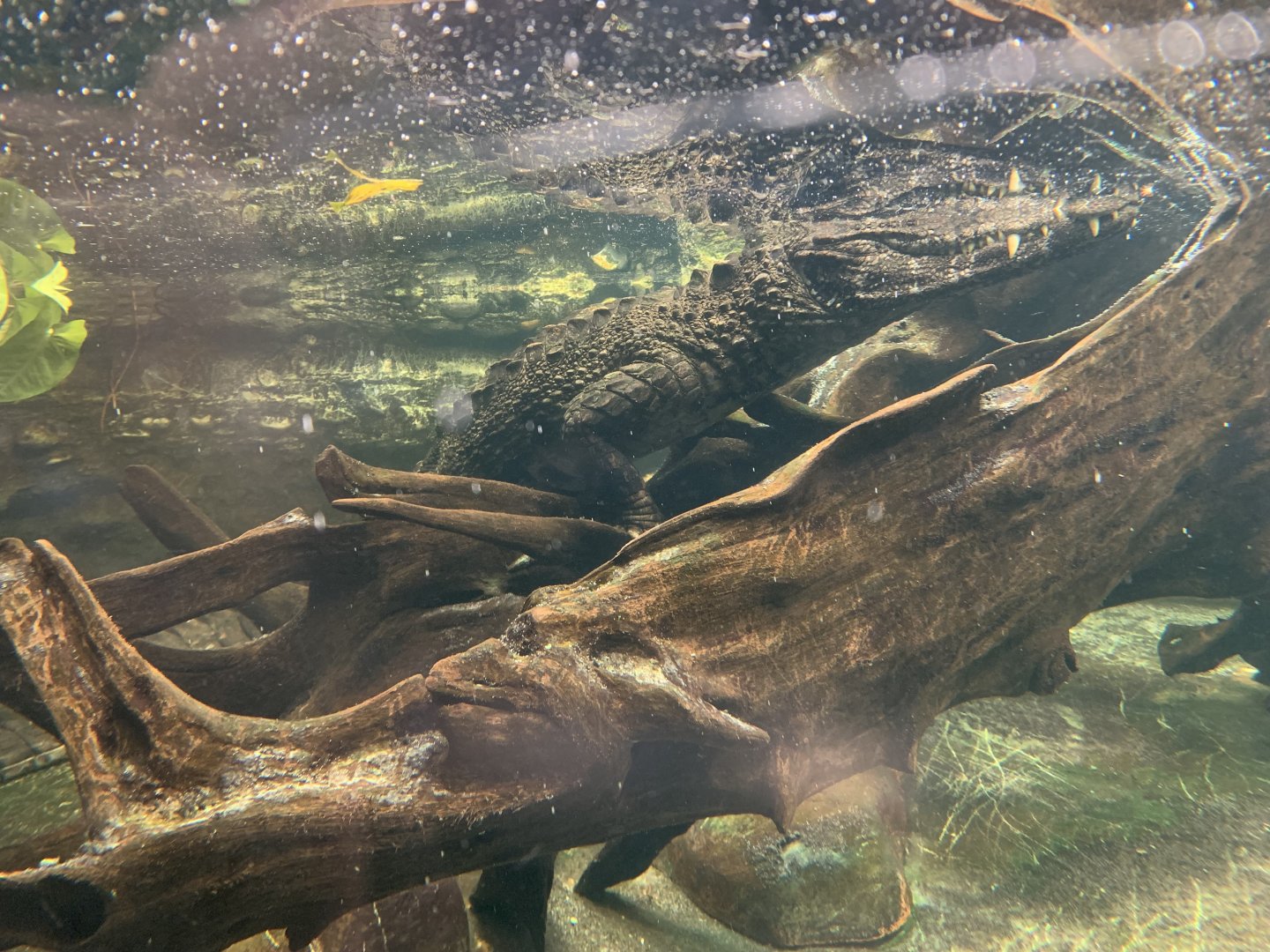 Smooth-fronted caiman