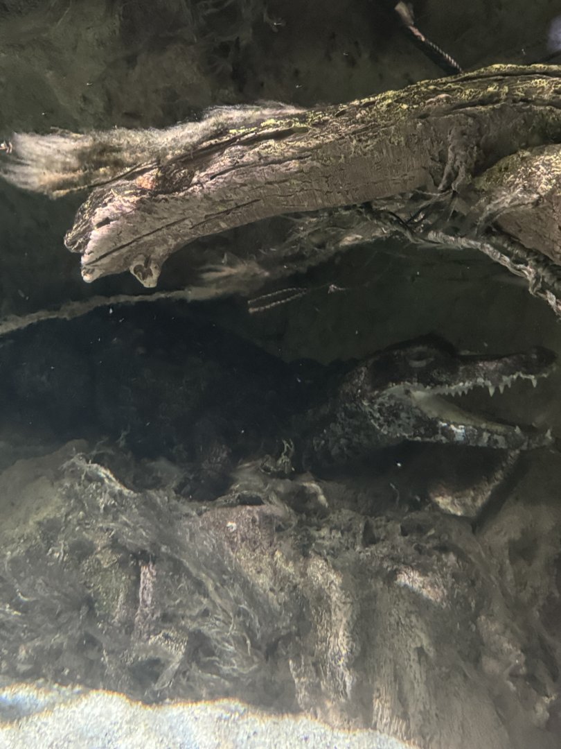 Smooth-fronted caiman