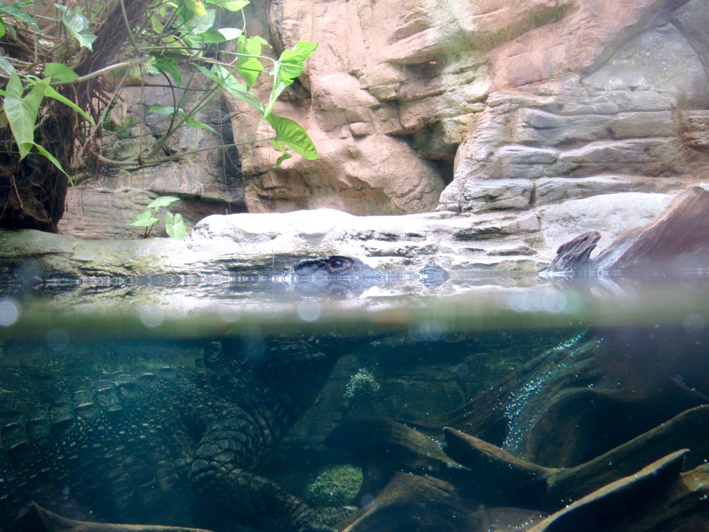 Smooth-fronted caiman