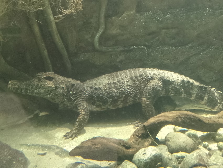 Smooth-fronted caiman