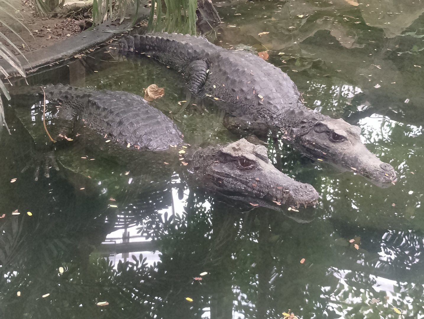 Smooth-fronted caimans