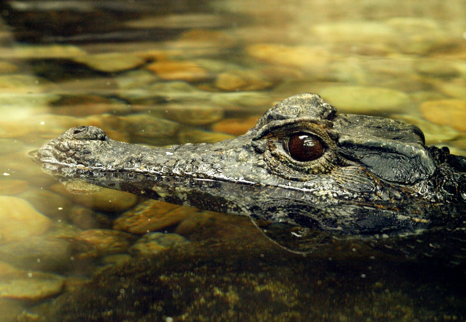 Smooth-fronted cayman