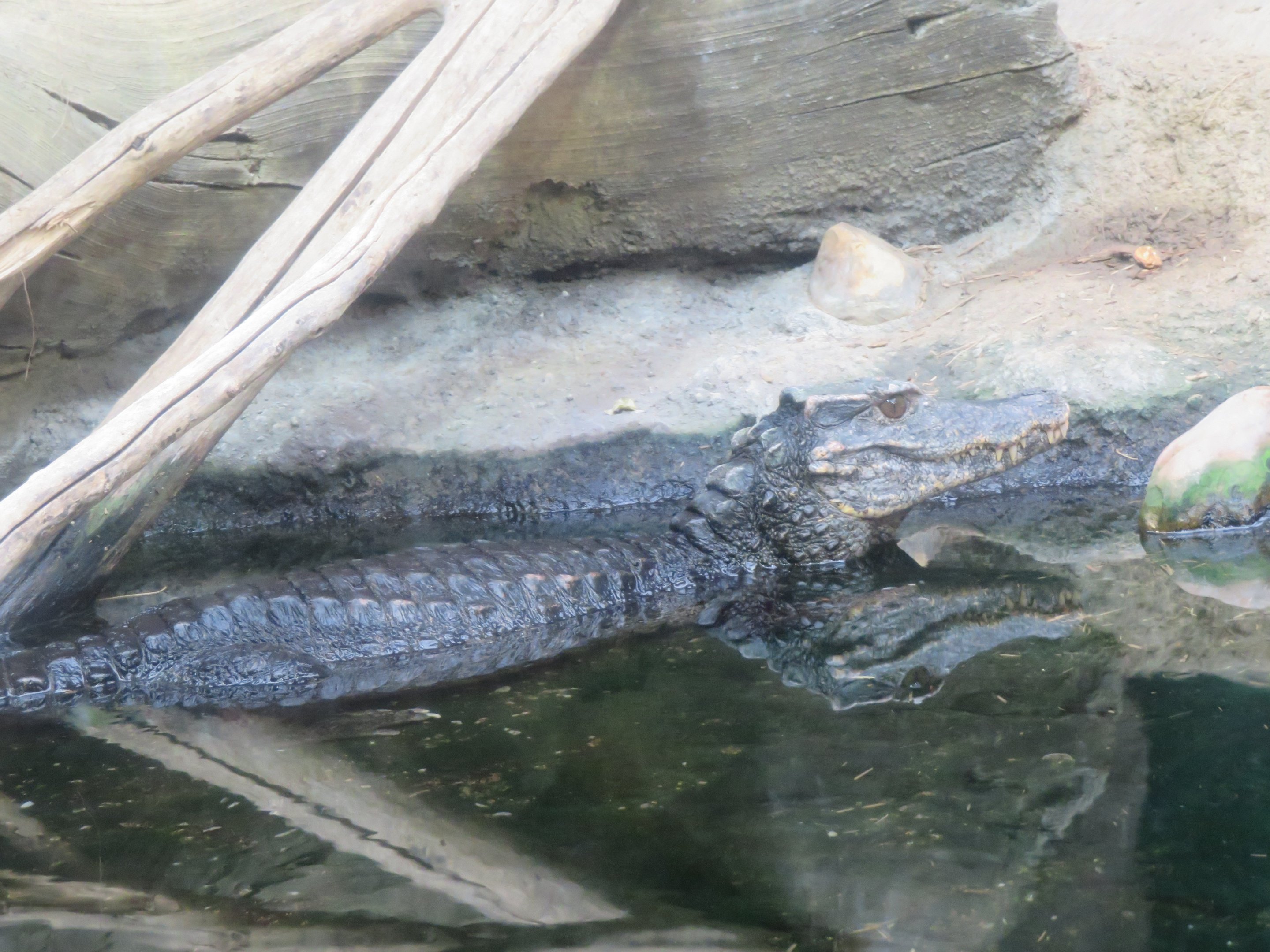 Smooth-fronted Dwarf Caiman