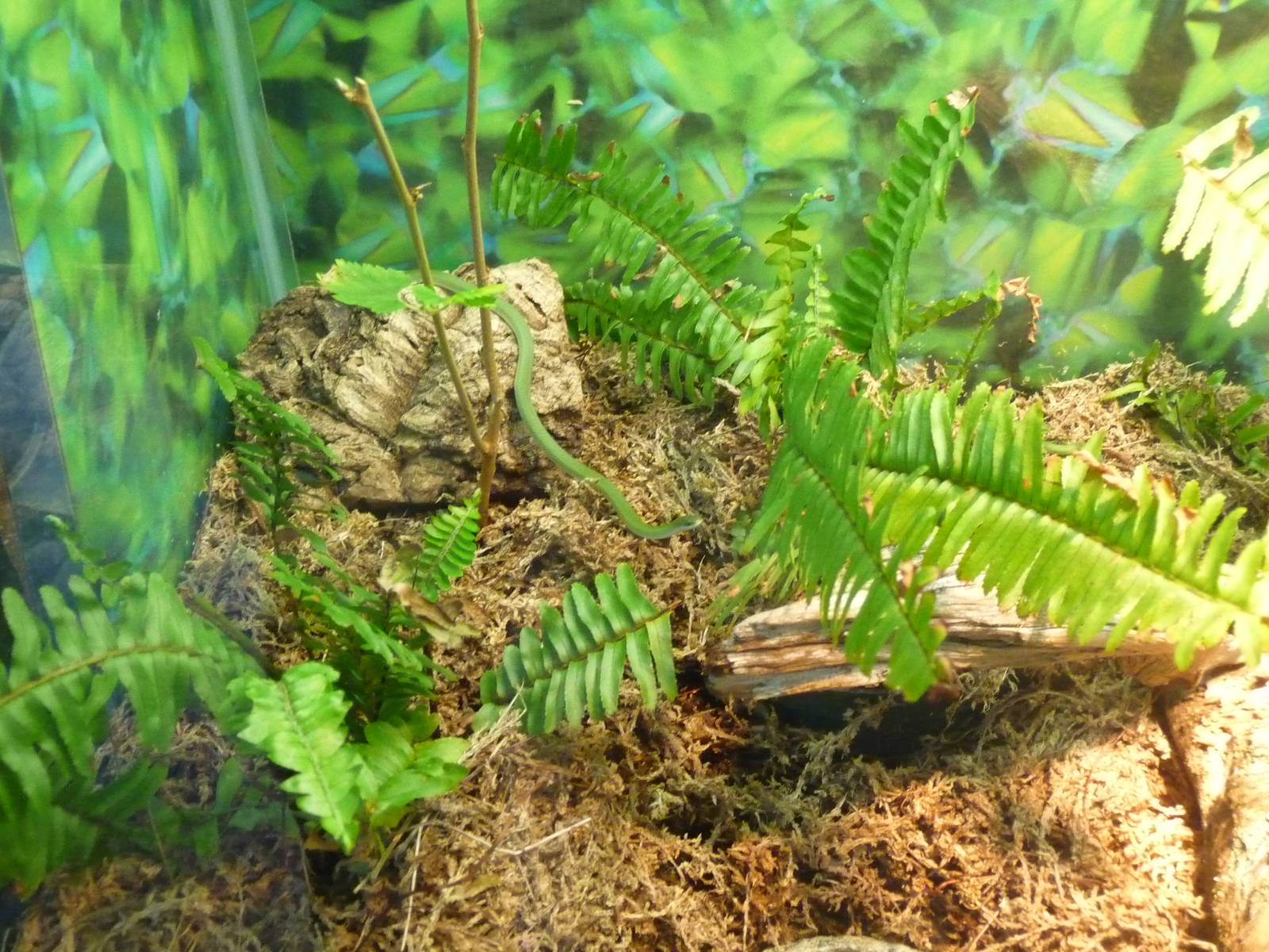 smooth green snake lincoln park zoo
