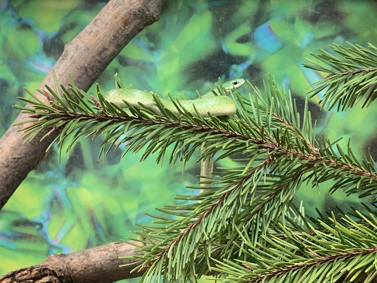 Smooth Green Snake (Opheodrys vernalis)