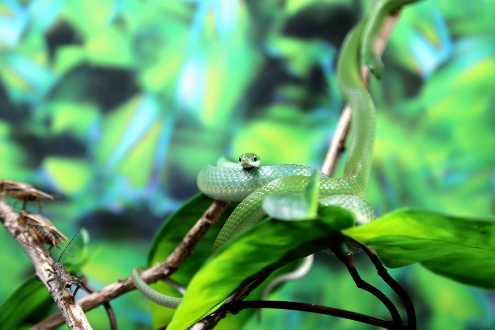 Smooth Green Snake (Opheodrys vernalis)