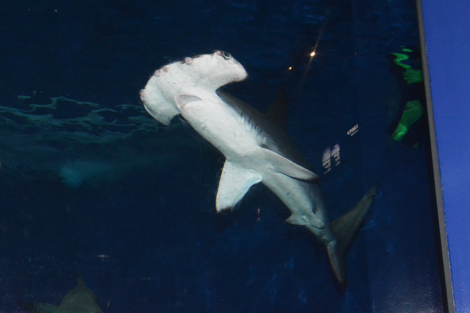 Smooth hammerhead (Sphyrna zygaena)