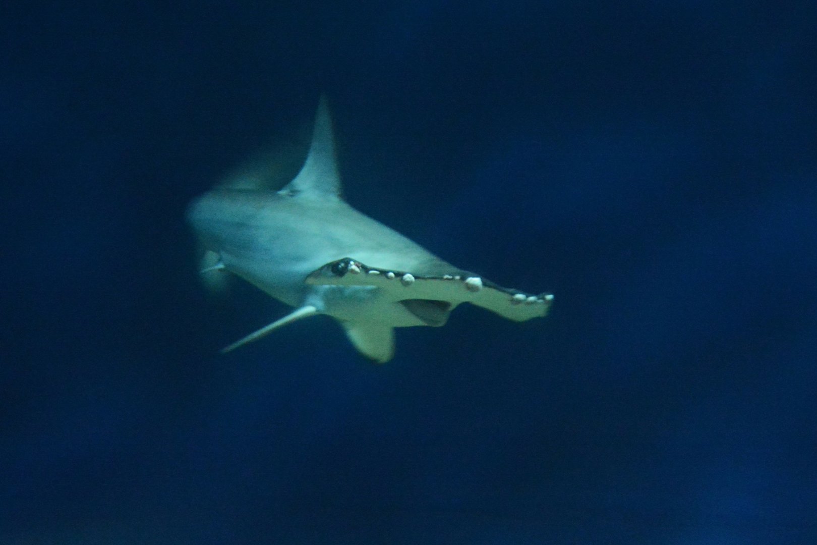 Smooth hammerhead (Sphyrna zygaena)