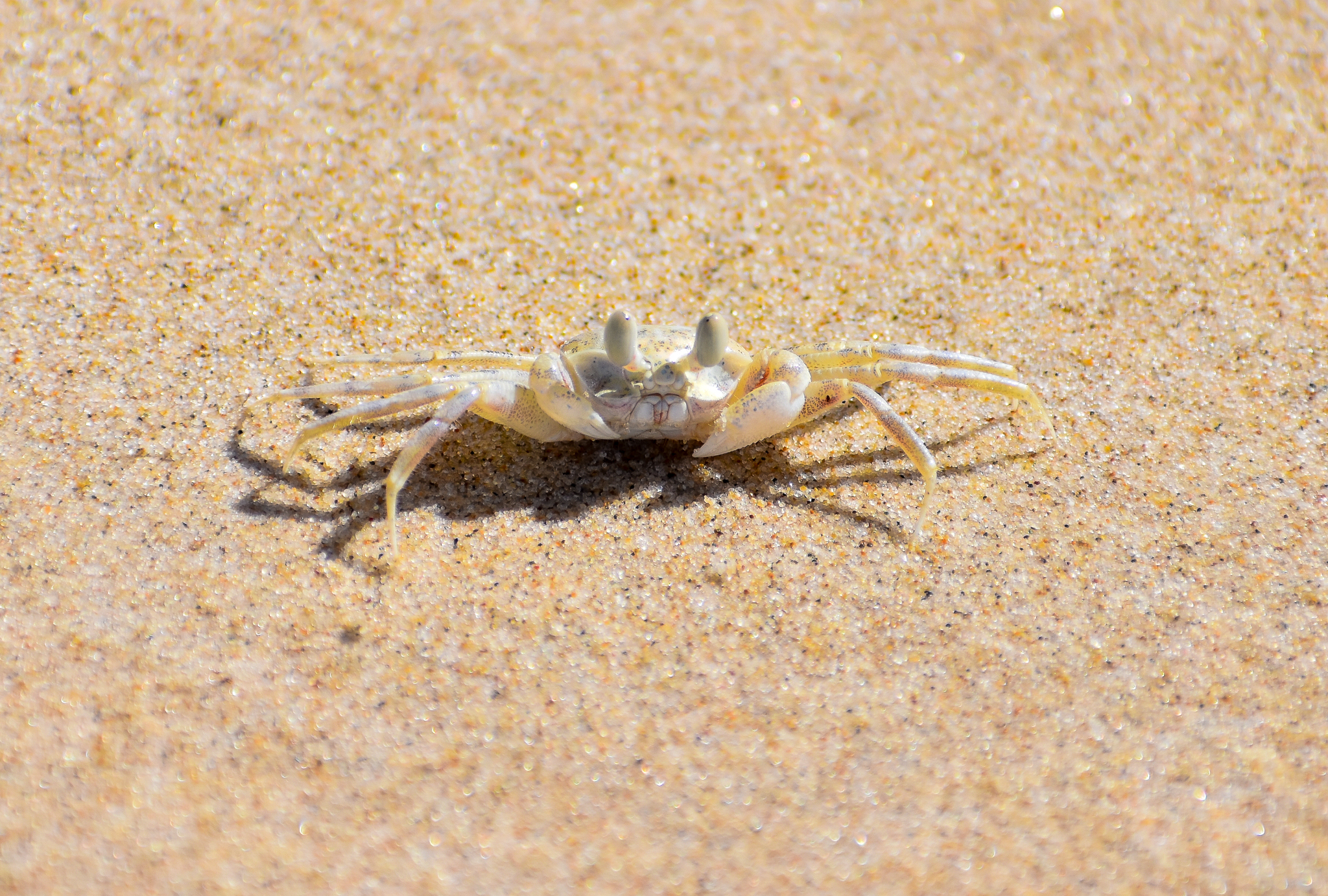 Smooth-handed Ghost Crab