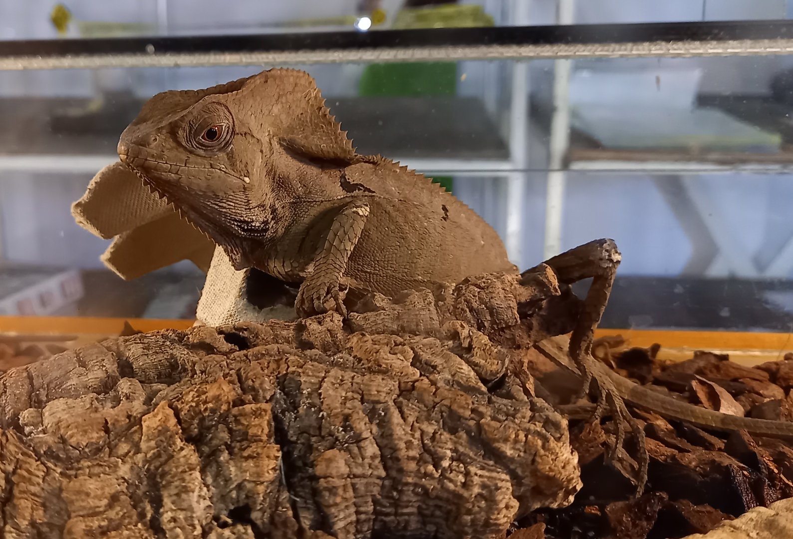 Smooth-helmeted iguana - Corytophanes cristatus