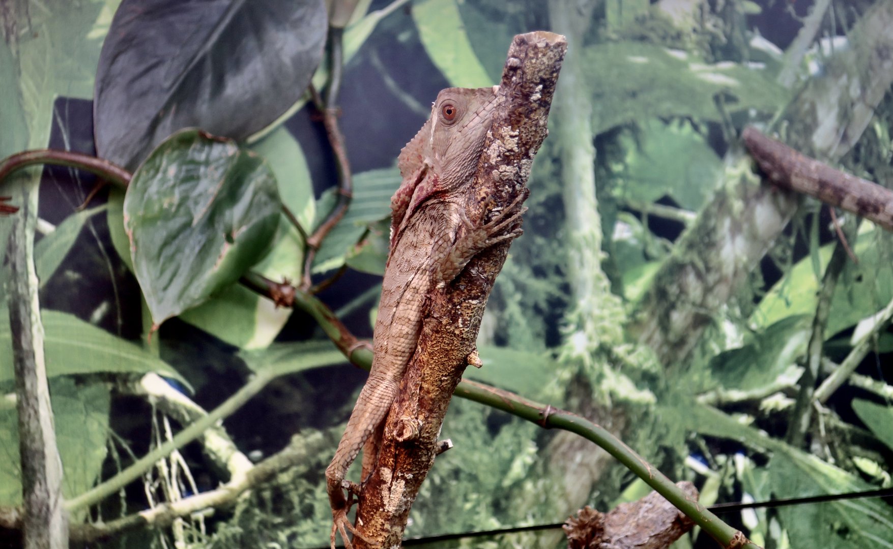 Smooth Helmeted Iguana (Corytophanes cristatus)