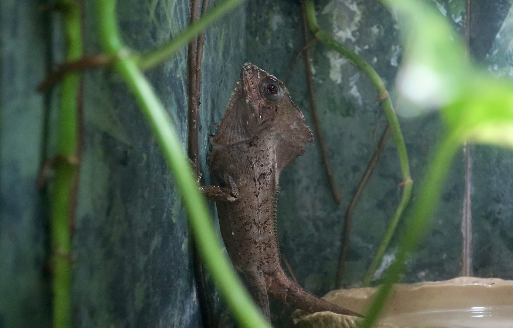 Smooth Helmeted Iguana (	Corytophanes cristatus)