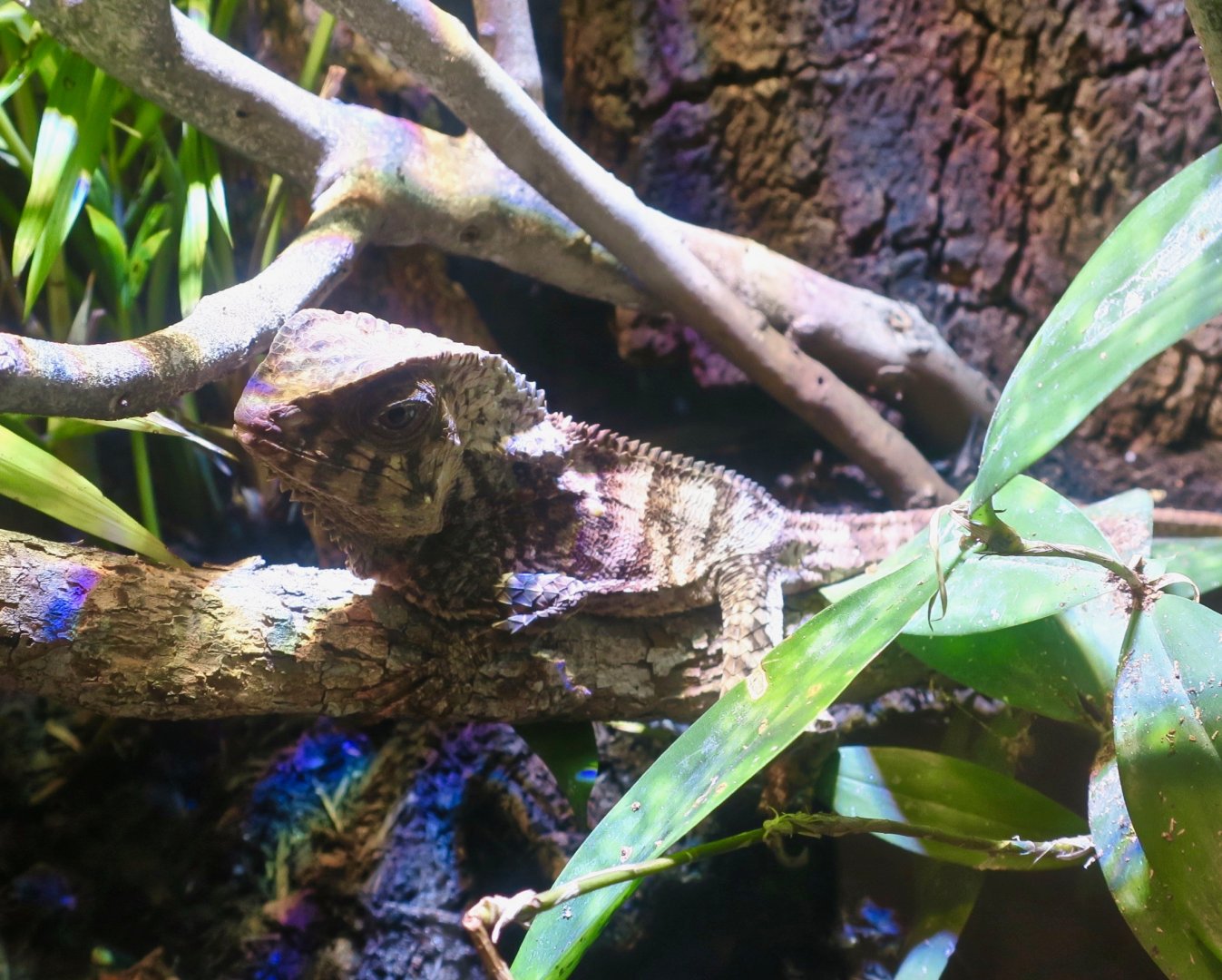 Smooth Helmeted Iguana (Corytophanus cristatus)