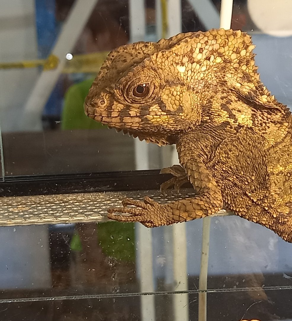 Smooth-helmeted iguana - Corytophanus cristatus