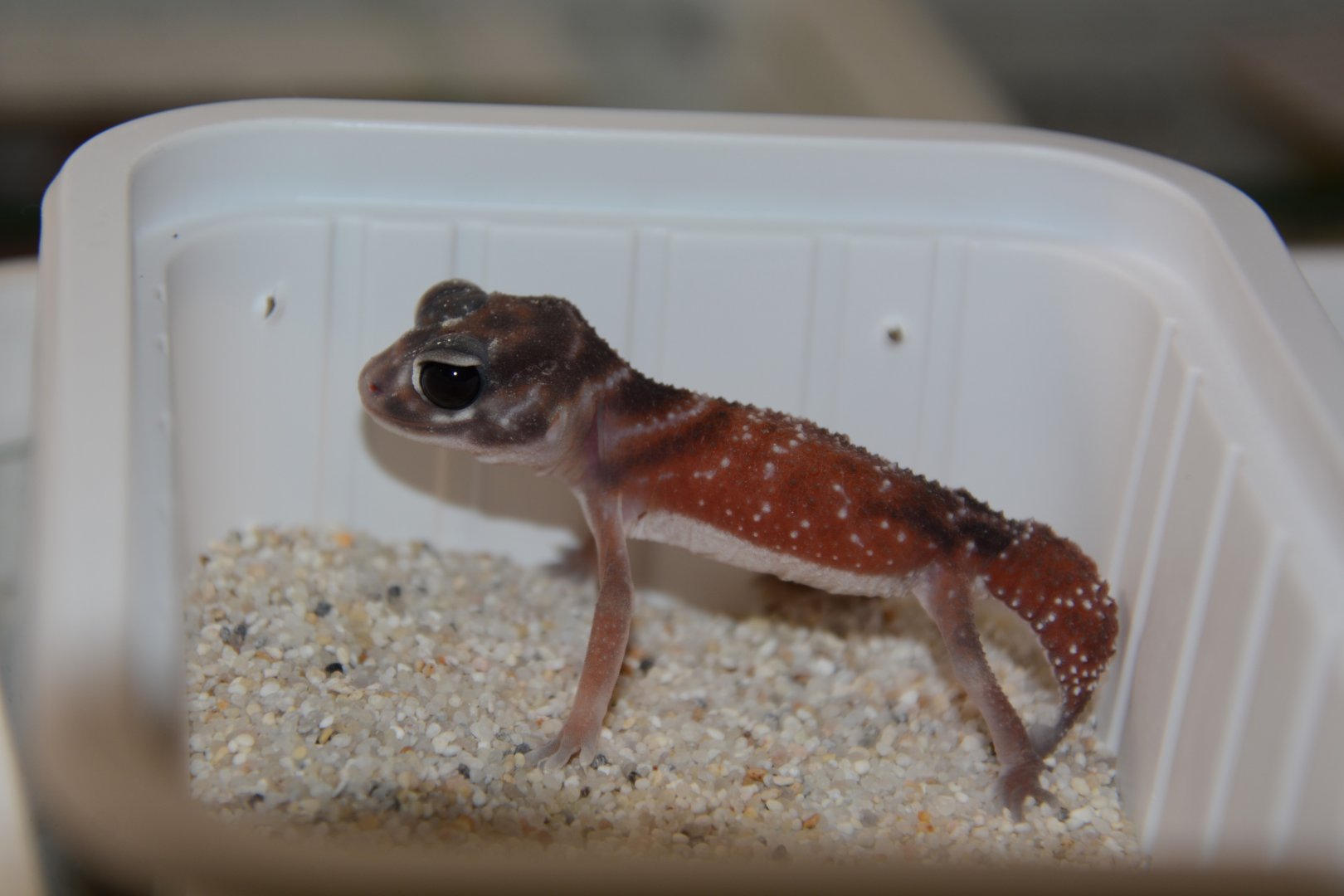 Smooth knob-tailed gecko (Nephrurus levis levis)