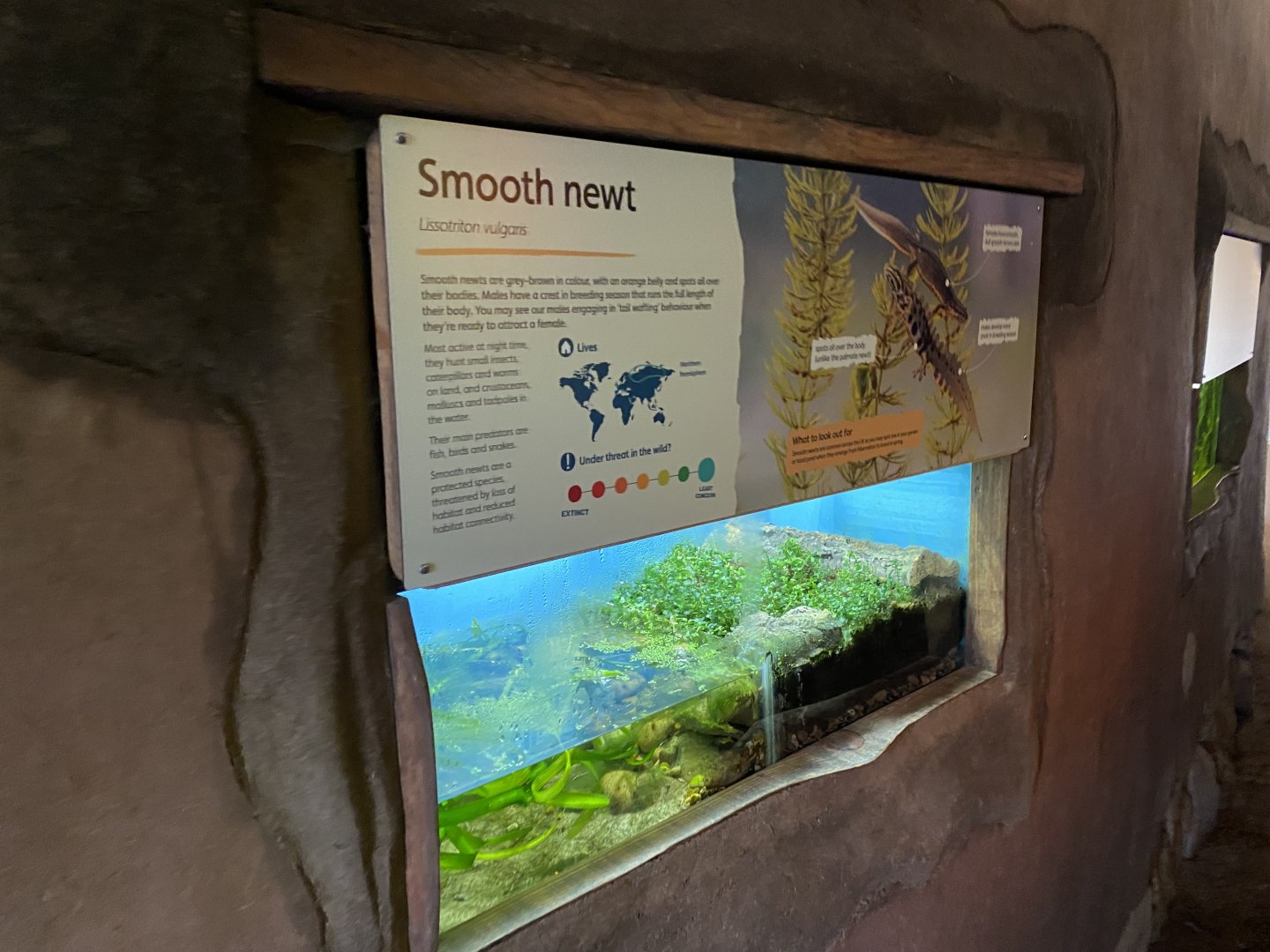 Smooth newt exhibit 290224