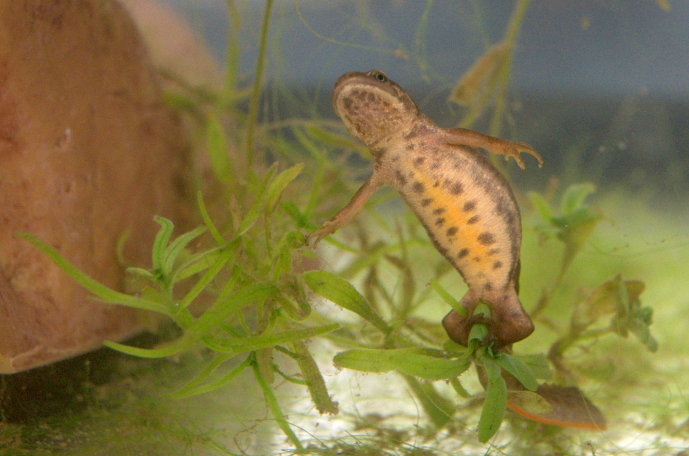 Smooth Newt - Female laying an egg. Native Species Weekend, May 2012