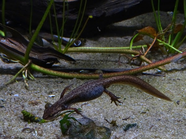 Smooth newt (Lissotriton vulgaris vulgaris)