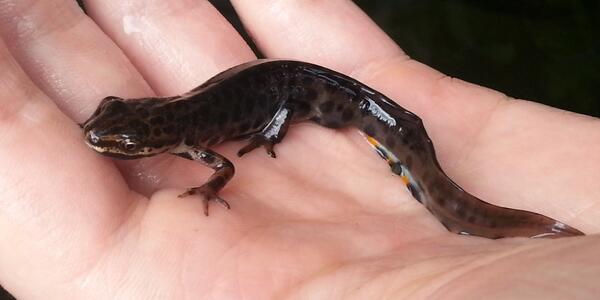 Smooth newt
