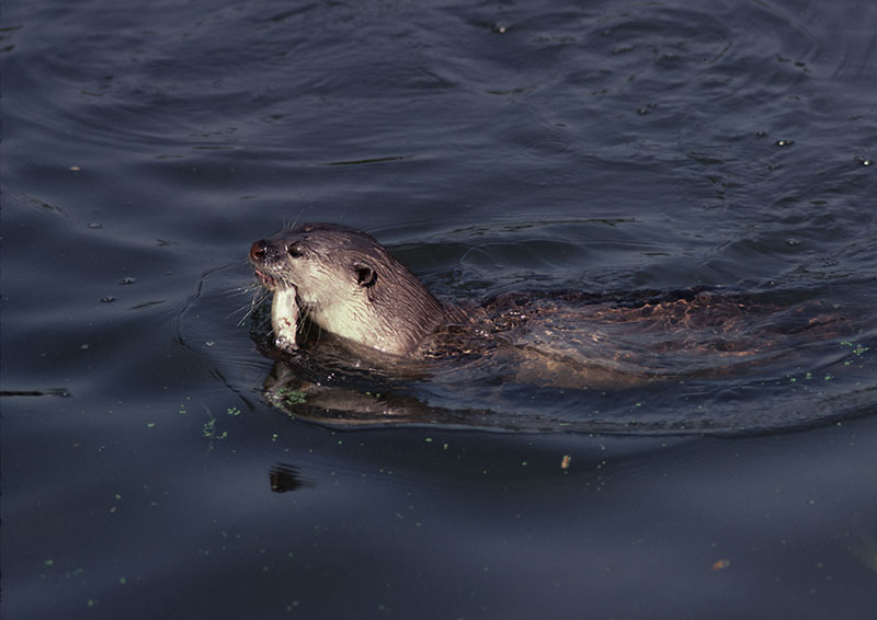 Smooth otter at the Otter Trust 1978