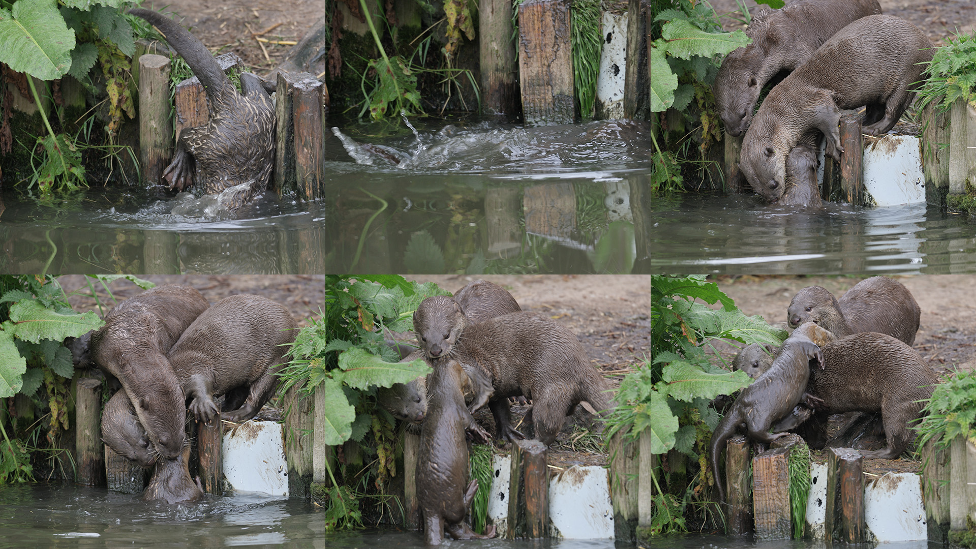 Smooth otter kit rescue