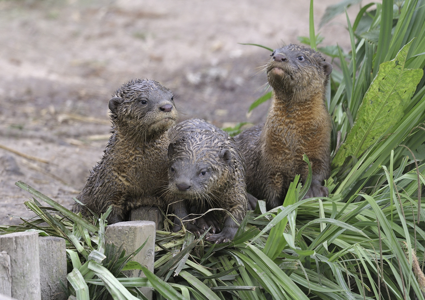 Smooth otter kits