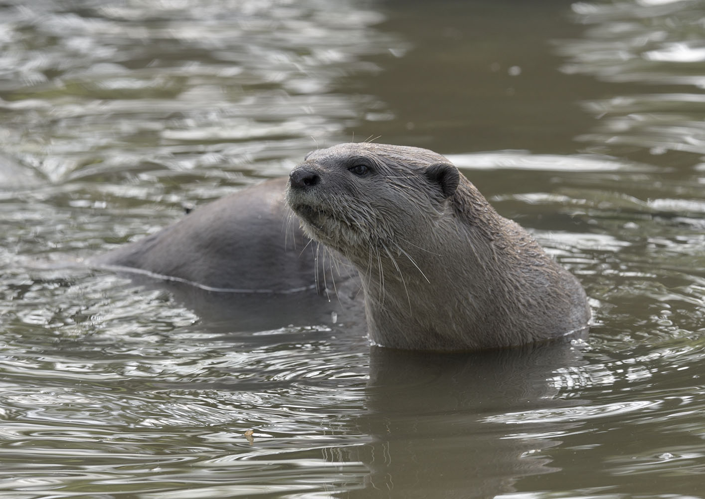 Smooth otter