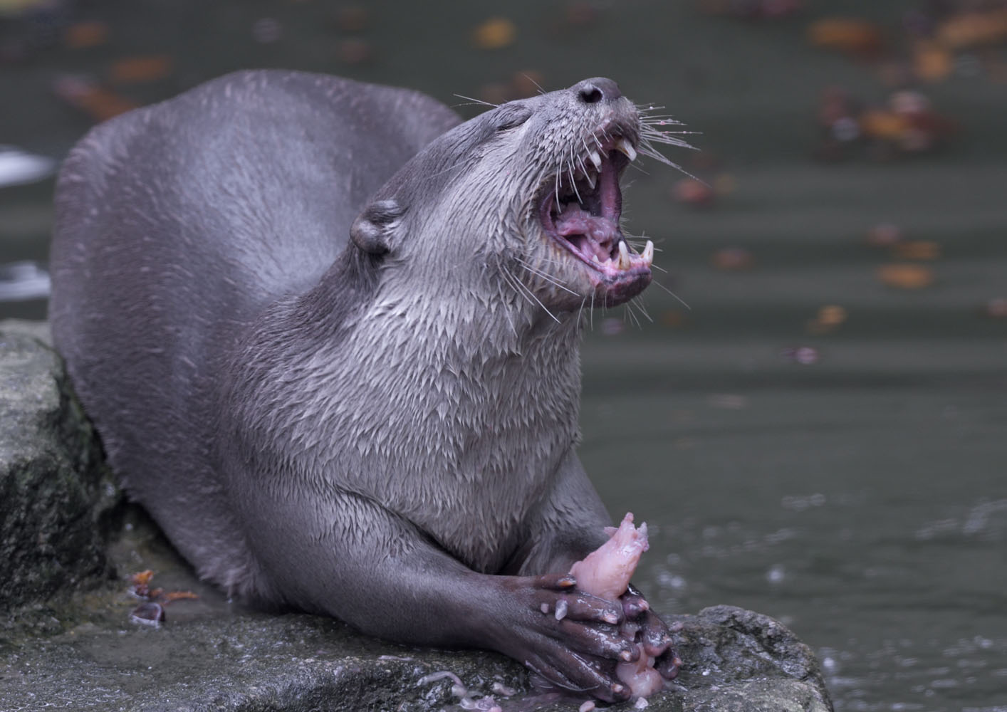 Smooth otter
