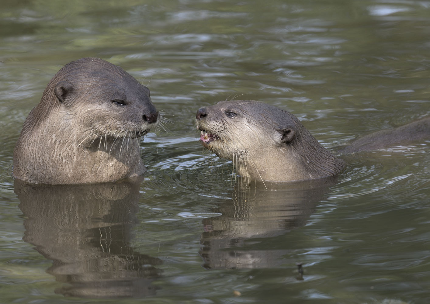 Smooth otters