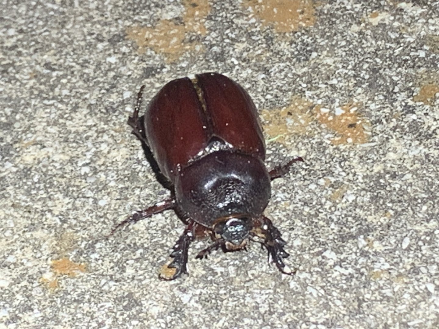 Smooth Ox Beetle (Strategus antaeus)