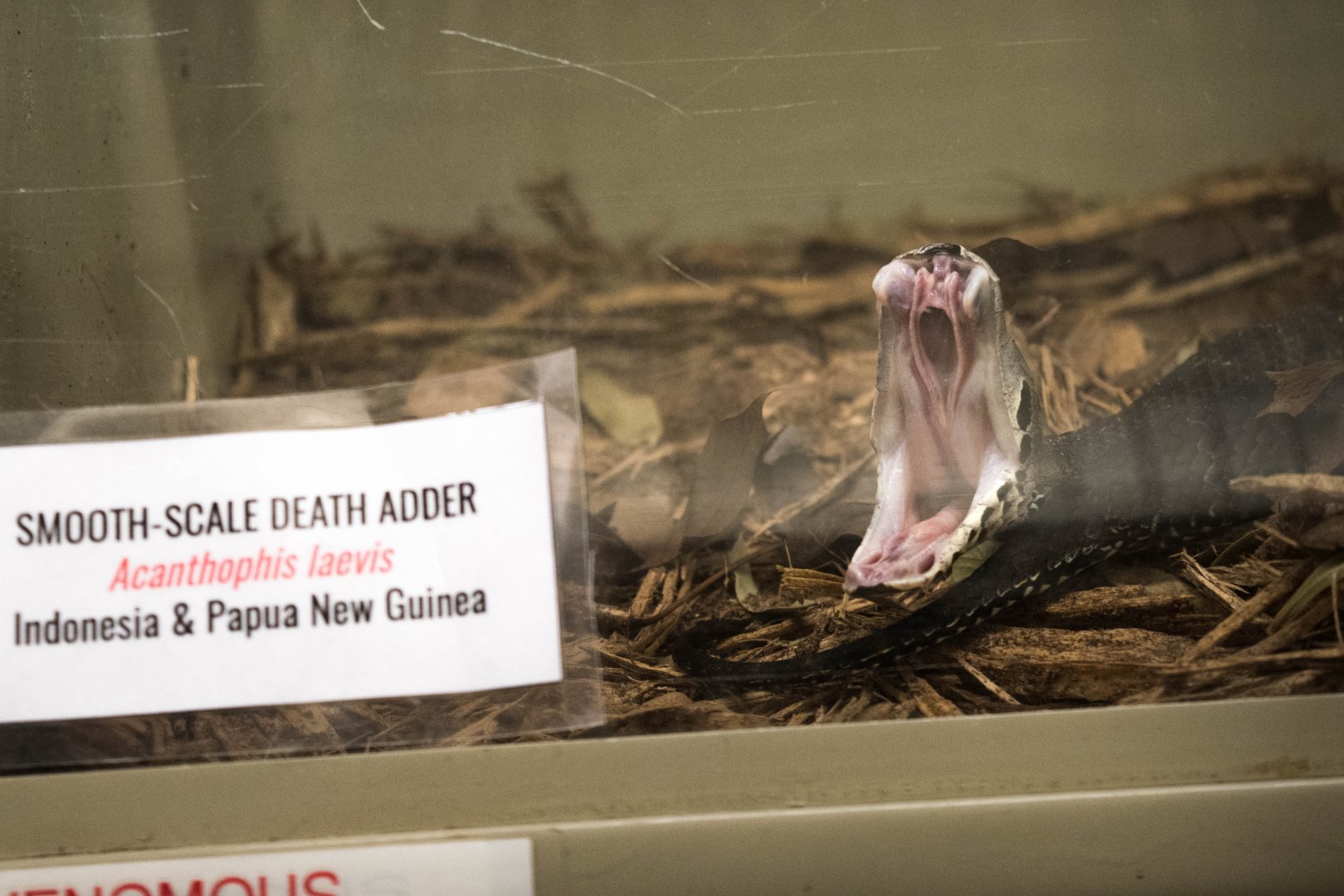 Smooth-Scale Death Adder