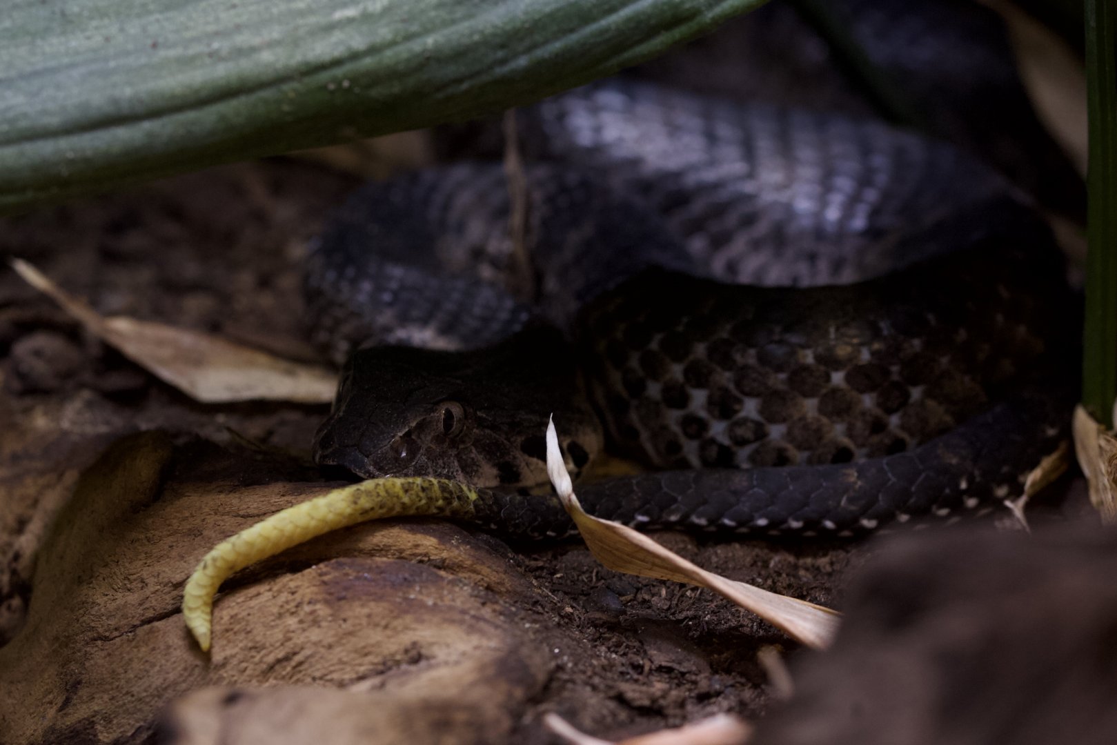 Smooth-scaled Death Adder/ Acanthophis laevis