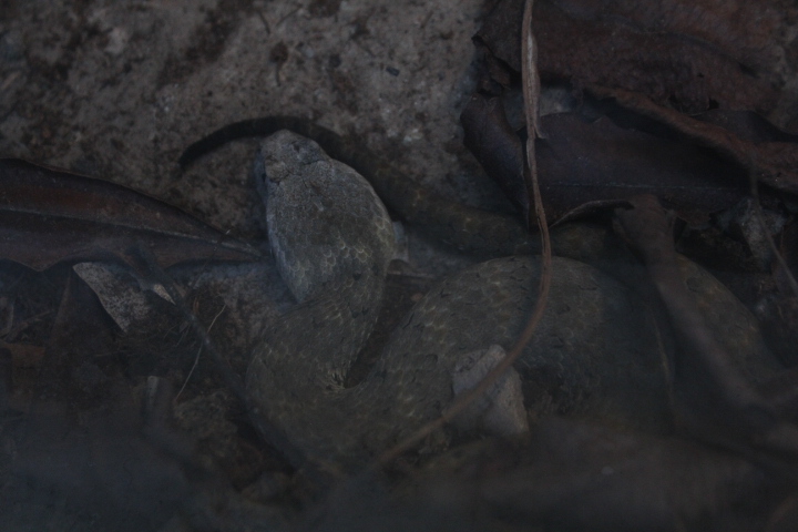 Smooth-scaled death adder (Acanthophis laevis)