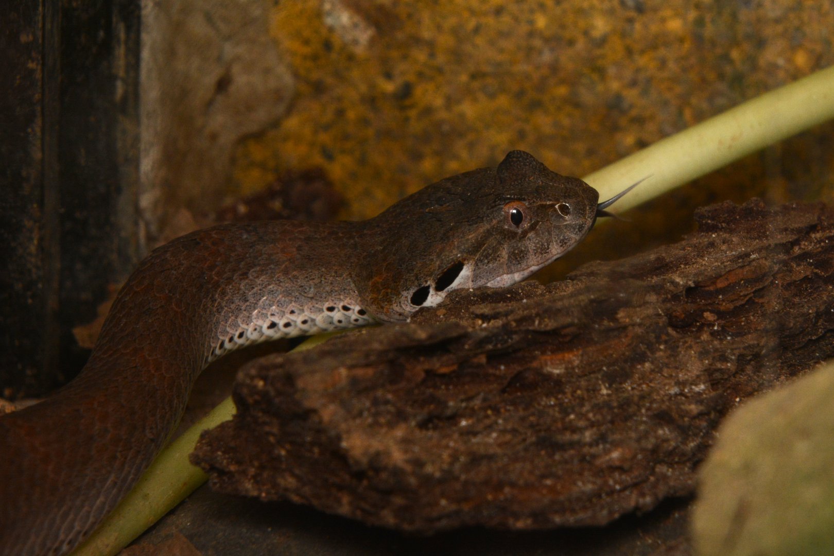 Smooth-scaled death adder (Acanthophis laevis)