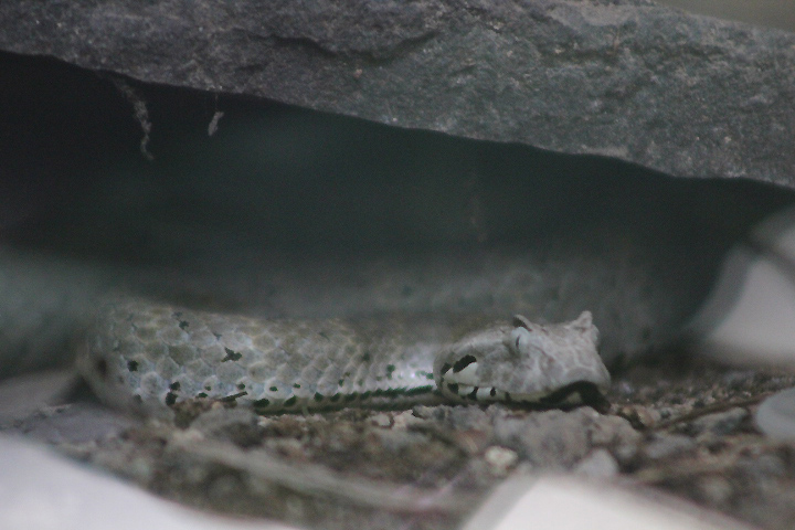 Smooth-scaled death adder (Acanthophis laevis)