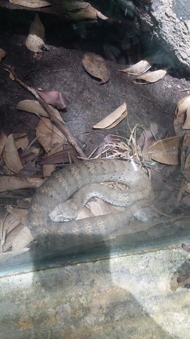 Smooth-scaled death adder (Acanthophis laevis)