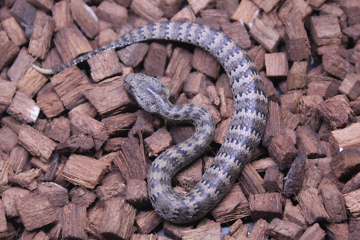 Smooth-scaled death adder (Acanthophis laevis)