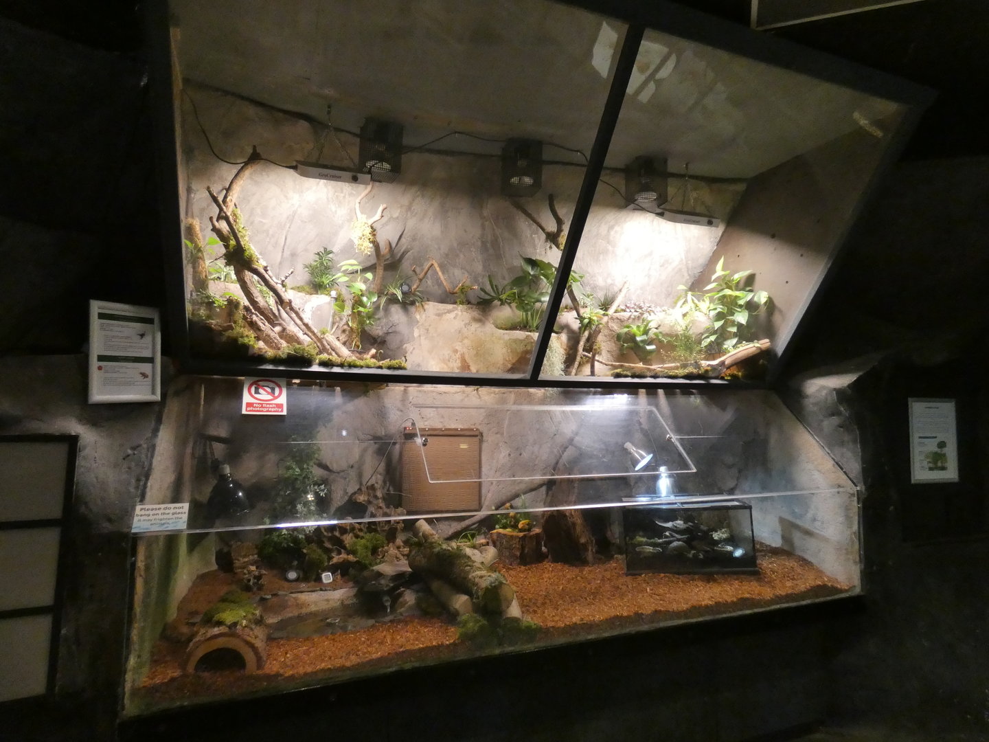 Smooth-sided toad and Asian forest scorpion enclosure