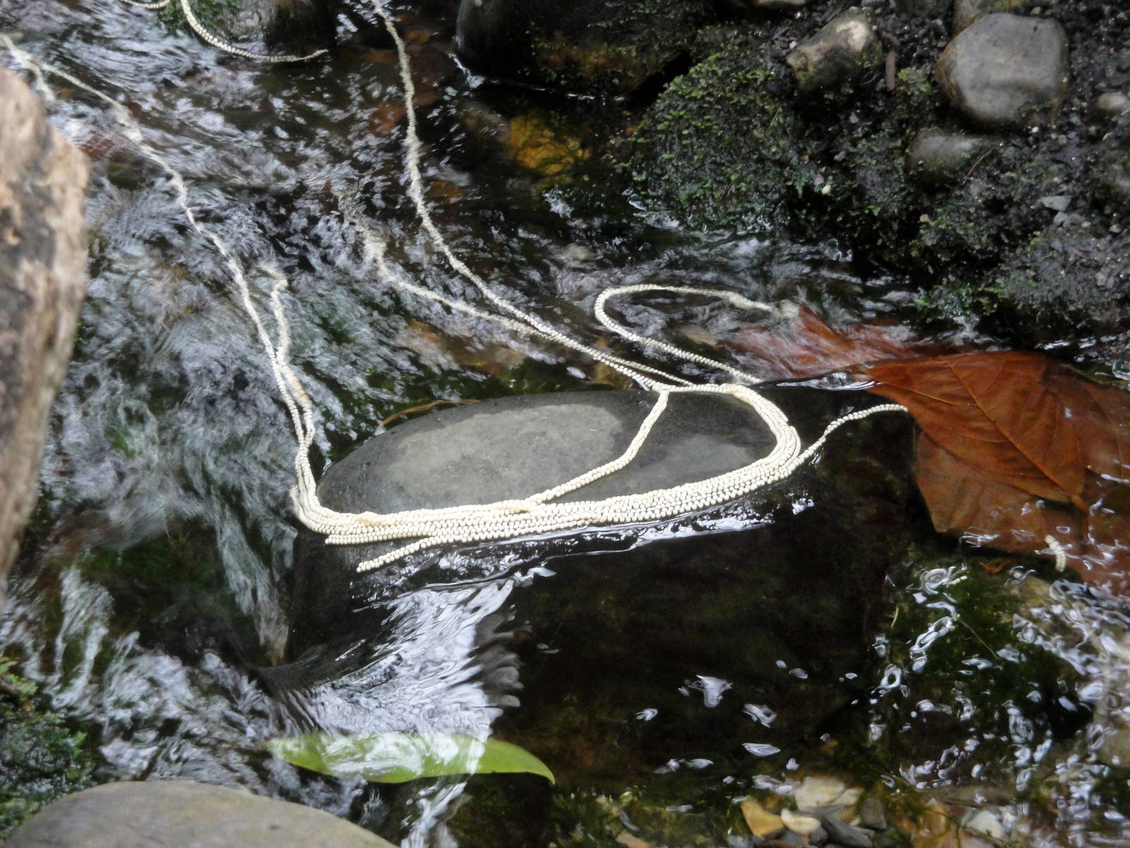 Smooth-sided Toad Eggs