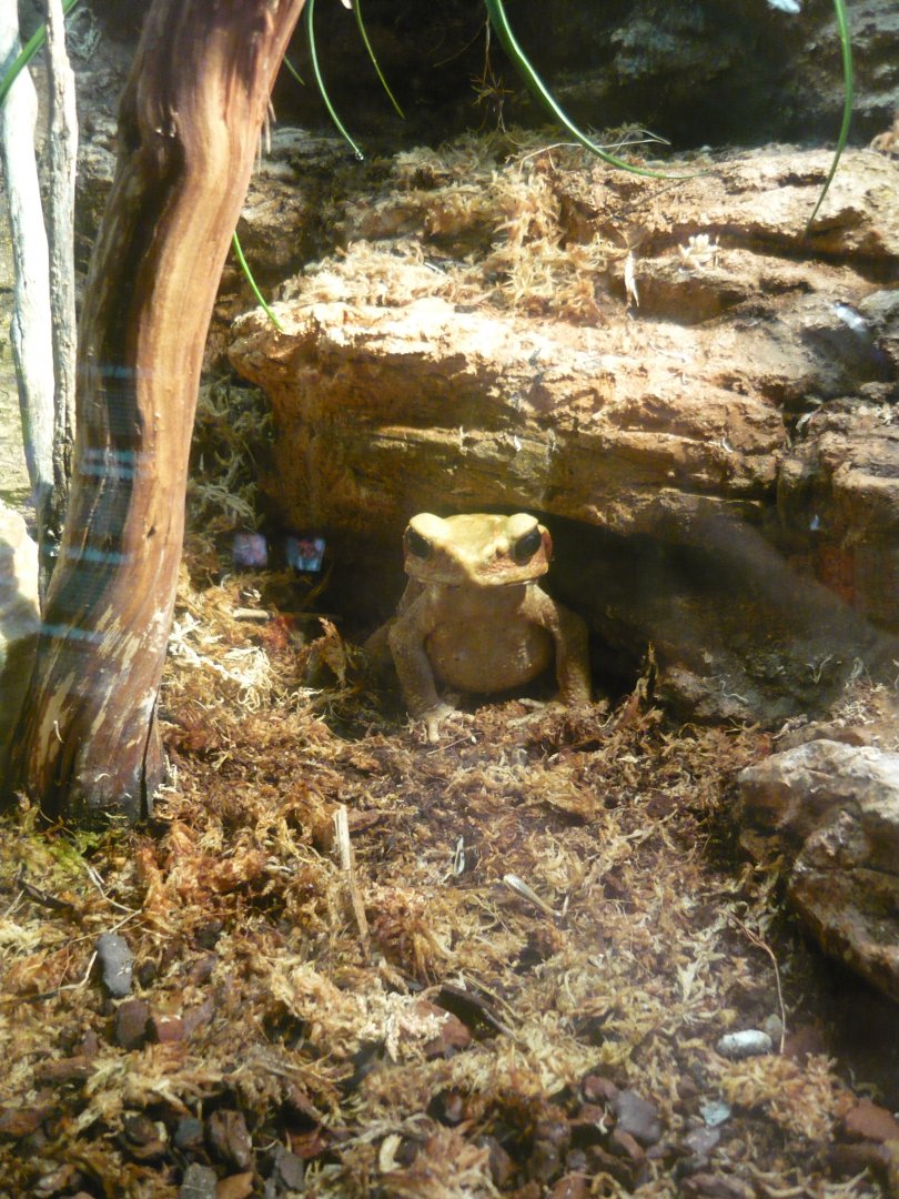 Smooth-sided toad (Rhaebo guttatus)