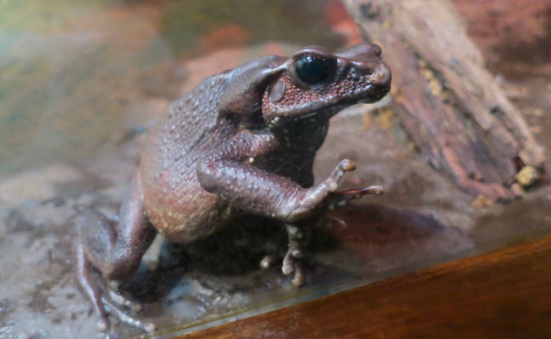 Smooth-Sided Toad (Rhaebo guttatus)