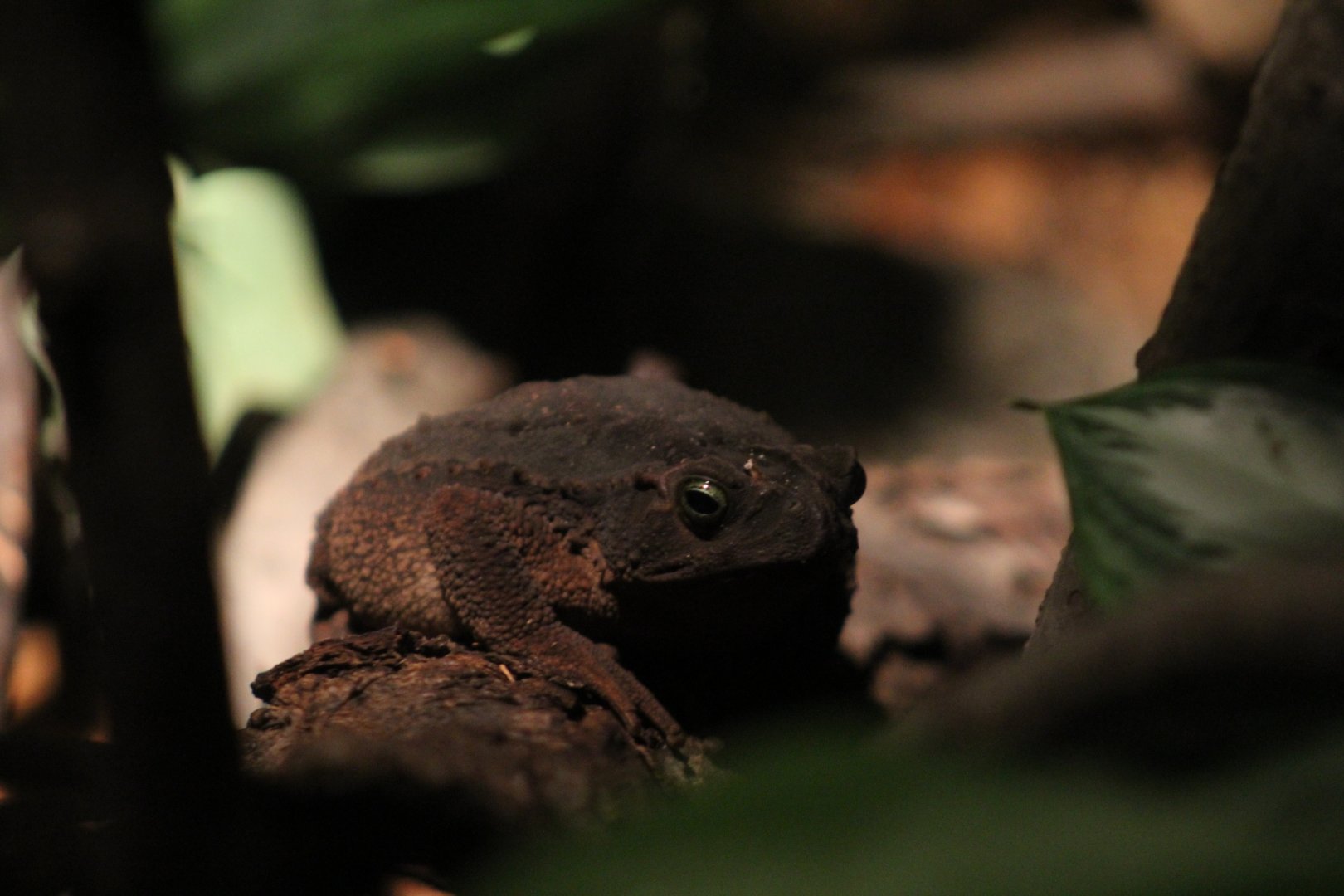 Smooth-Sided Toad