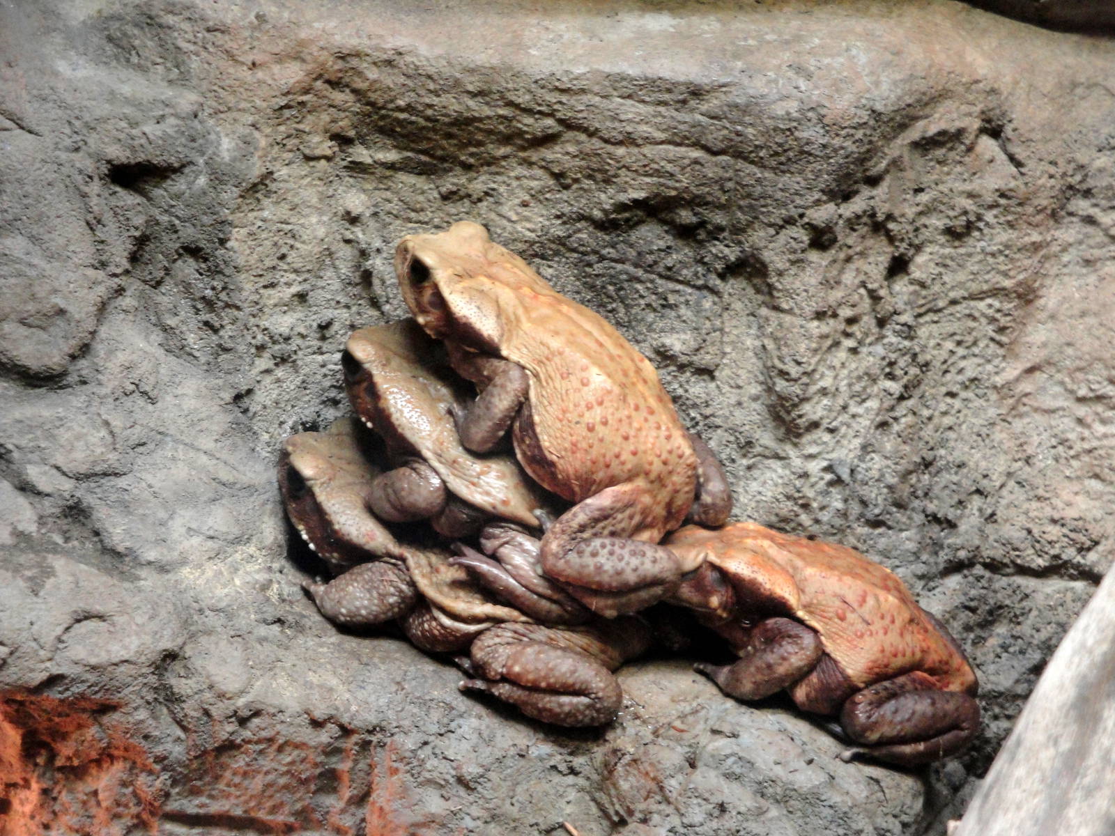 Smooth-sided Toads