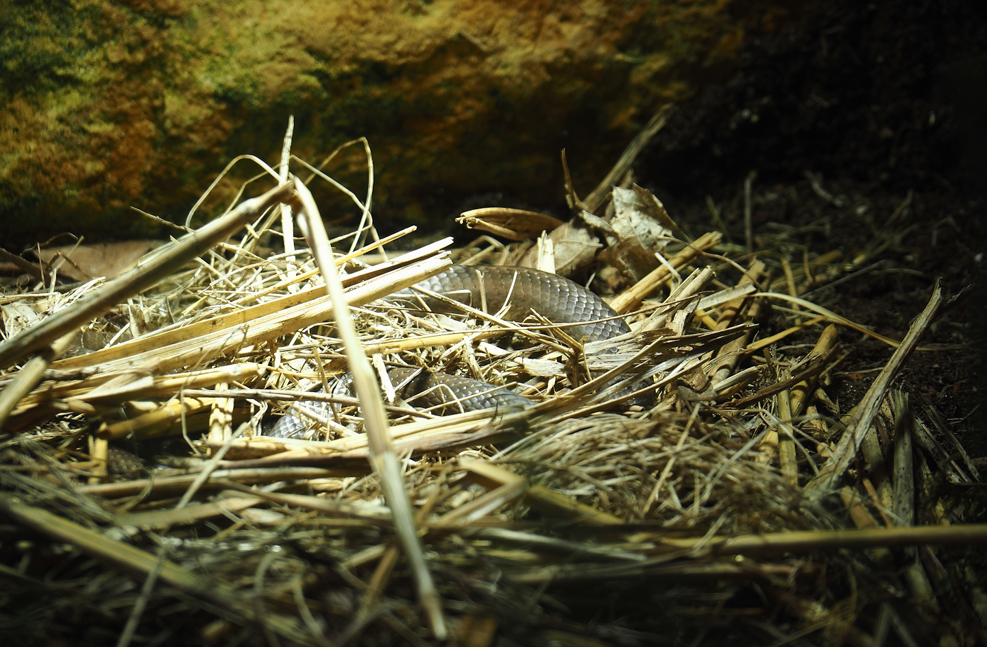 Smooth snake (Coronella austriaca), 2024-08-21