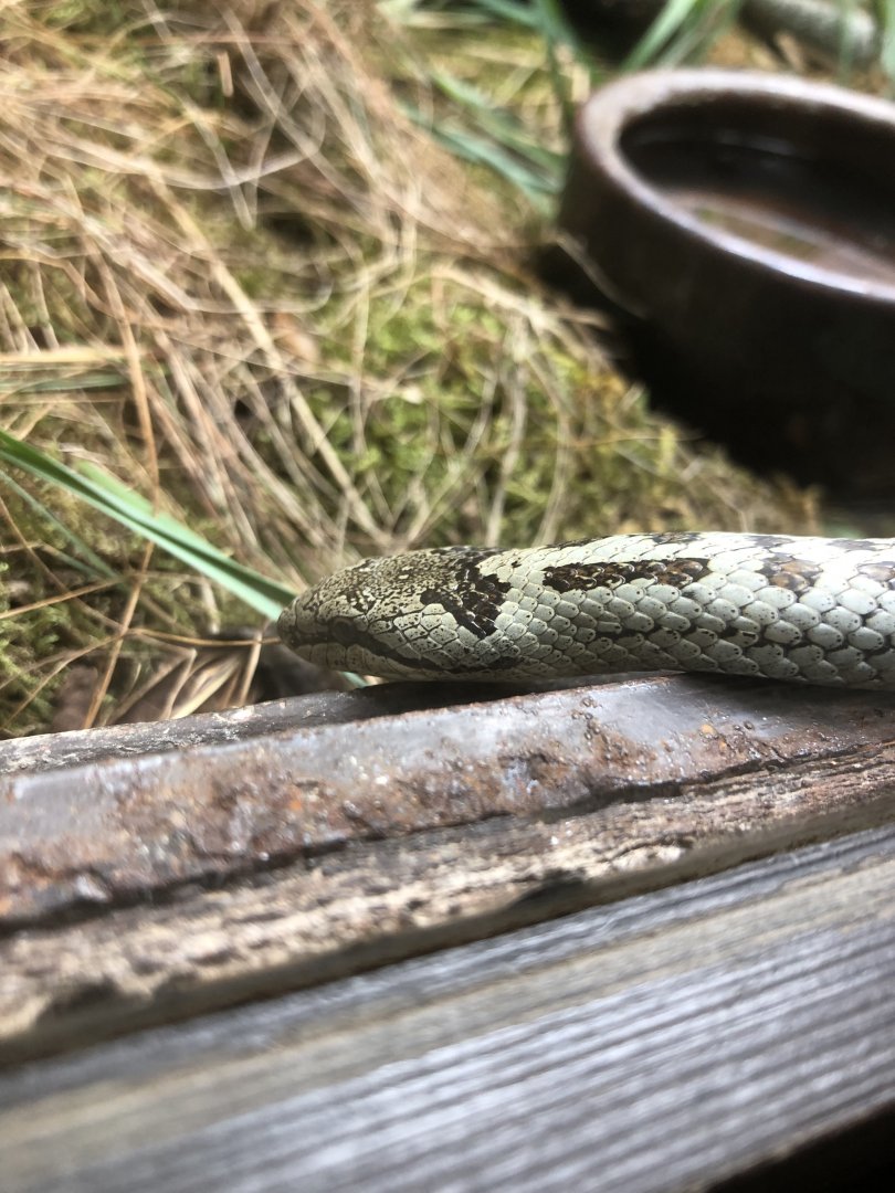 Smooth Snake (Coronella austriaca)