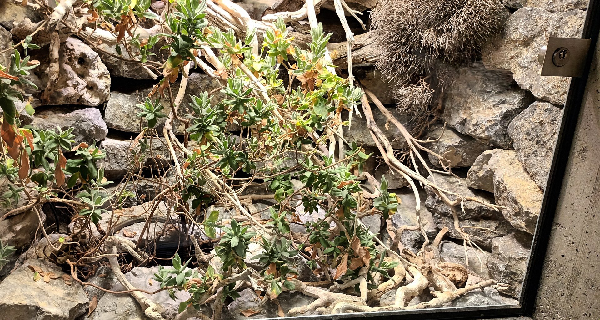 Smooth Snake Habitat